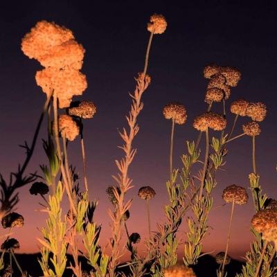 保卫萝卜挑战版